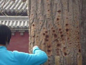 A tree where monks practiced the sacred technique of poking. 