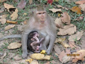 These guys were right on the eastern side of Angkor Wat, just hanging out in the jungle around the temple. 