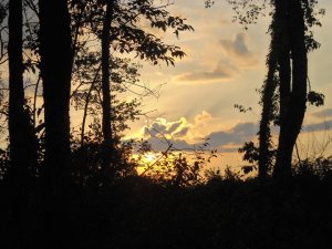 "The wild"...or a park in Perry Township..